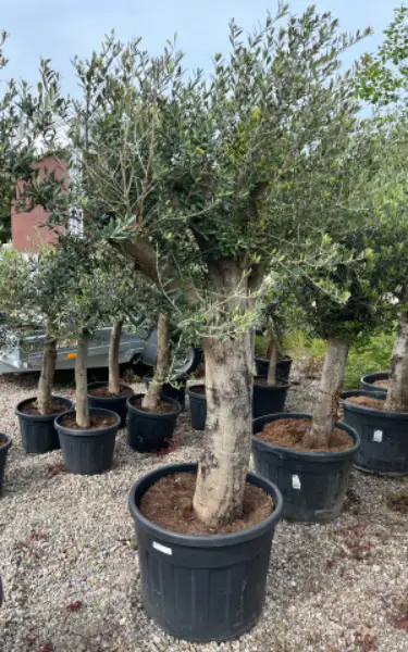 Olivenbaum gross ca 230 cm