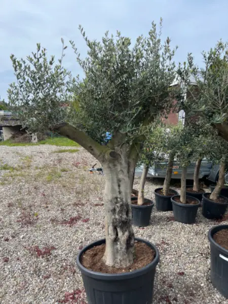 Wunderschöner Olivenbaum XL
