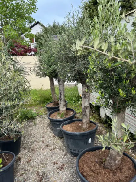 Olivenbäume ca 220 cm