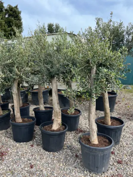 Olivenbäume winterhart ca 180 cm